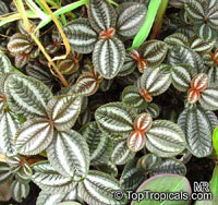 Pilea sp., Pilea

Click to see full-size image