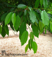 Prunus serrula, Tibetan Cherry, Paperbark Cherry

Click to see full-size image