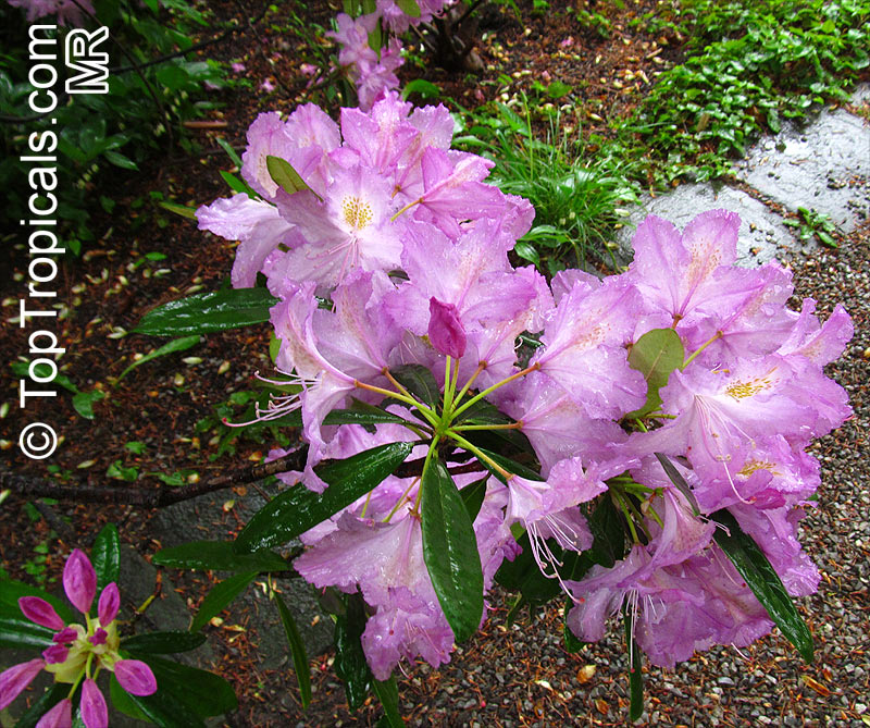Rhododendron sp., Azalea sp., Rhododendron