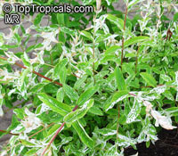 Salix integra 'Hakuro-nishiki', Japanese Variegated Willow, Nishiki Willow

Click to see full-size image