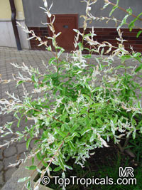 Salix integra 'Hakuro-nishiki', Japanese Variegated Willow, Nishiki Willow

Click to see full-size image