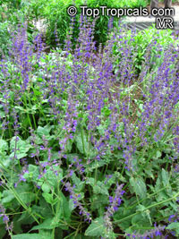 Salvia sp., Garden Sage

Click to see full-size image