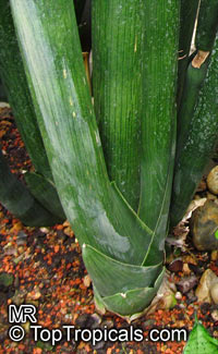 Sansevieria cylindrica, Sansevieria stuckyi, Snake Plant

Click to see full-size image