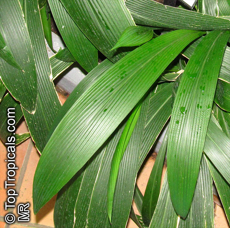 Setaria palmifolia, Panicum palmifolium, Palmgrass, Highland Pitpit