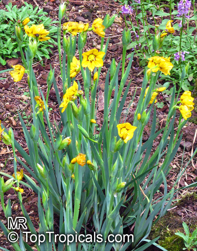 Sisyrinchium sp., Blue-eyed Grass, Golden-eyed Grass, Yellow-eyed Grass. Sisyrinchium macrocarpum