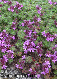 Thymus serpyllum, Wild Thyme, Creeping Thyme

Click to see full-size image