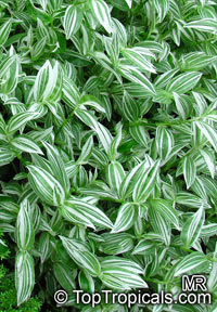 Tradescantia albiflora, Tradescantia fluminensis, Inch Plant, White-Flowered Wandering Jew

Click to see full-size image