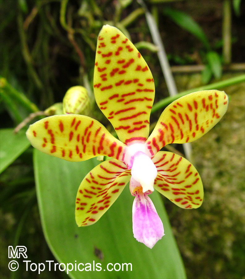 Phalaenopsis sp., Phalaenopsis Orchid, Moth Orchid. Phalaenopsis lueddemanniana var. boxalii (?)