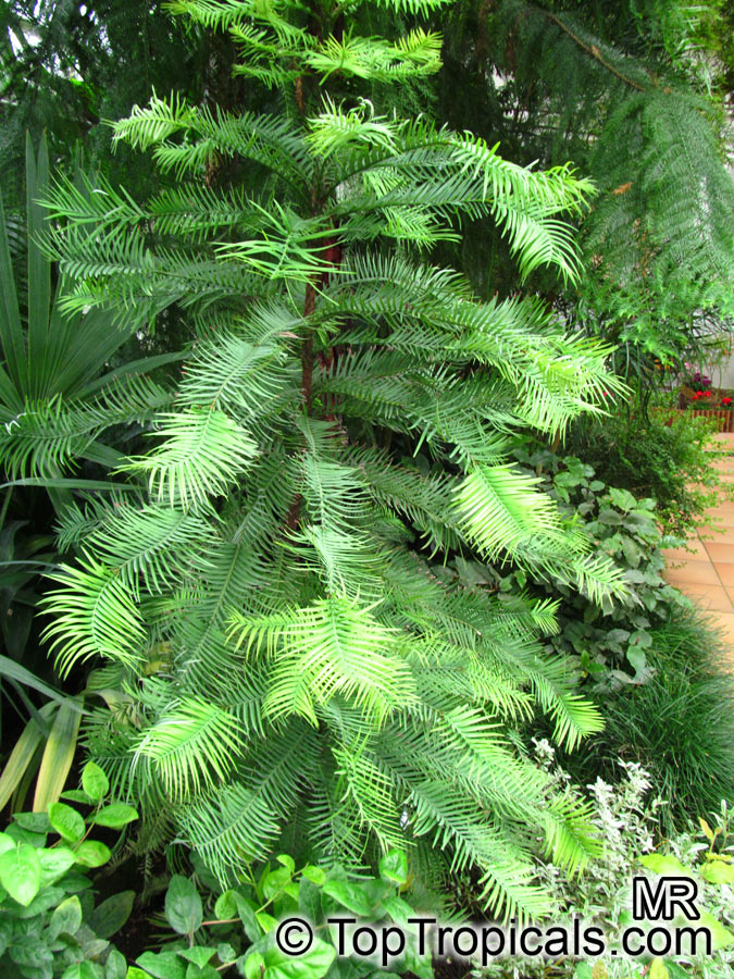 Wollemia nobilis, Wollemi Pine