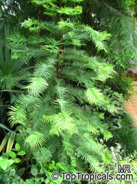 Wollemia nobilis, Wollemi Pine

Click to see full-size image