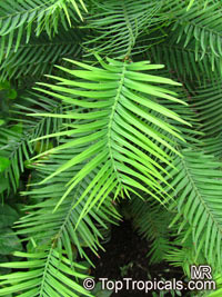 Wollemia nobilis, Wollemi Pine

Click to see full-size image