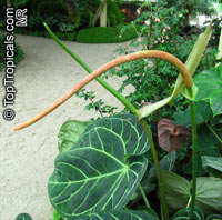 Anthurium crystallinum, Crystal anthurium, Tail Flower

Click to see full-size image