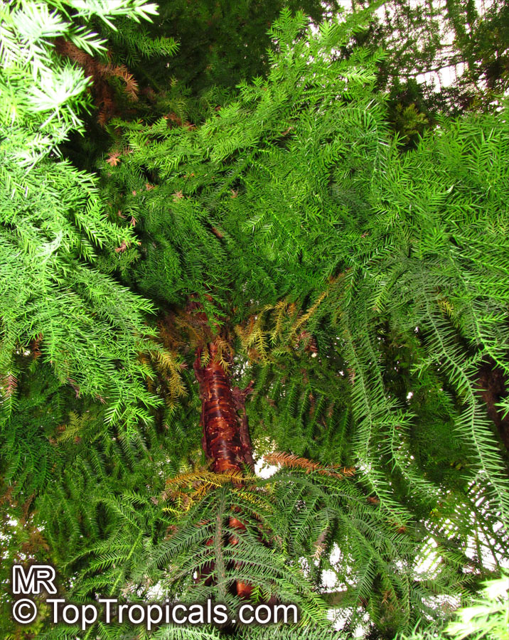 Araucaria sp., Monkey Puzzle, Bunia Pine, Parana Nut. Araucaria cunninghamii