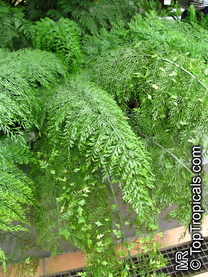 Asplenium viviparum, Asplenium daucifolium, Mother Fern