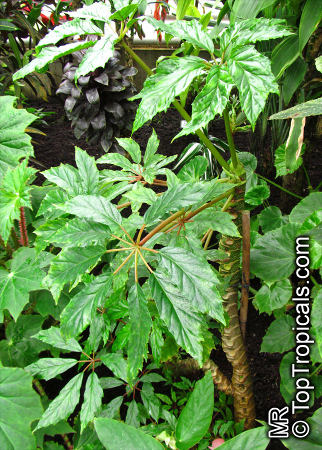 Begonia carolineifolia, Palm-leaf Begonia