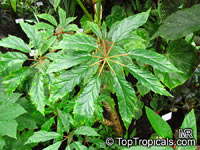 Begonia carolineifolia, Palm-leaf Begonia

Click to see full-size image