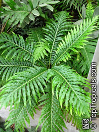 Blechnum sp., Hard Fern

Click to see full-size image
