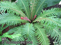 Blechnum occidentale, Hard Fern

Click to see full-size image