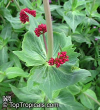 Centranthus ruber , Red Valerian 

Click to see full-size image