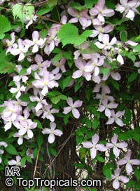 Clematis montana, Himalayan Clematis, Anemone Clematis

Click to see full-size image