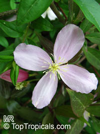 Clematis montana, Himalayan Clematis, Anemone Clematis