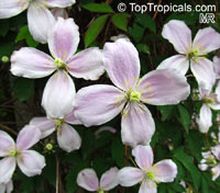 Clematis montana, Himalayan Clematis, Anemone Clematis