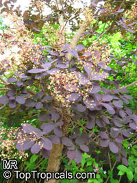 Cotinus coggygria, Rhus cotinus, Smoketree

Click to see full-size image