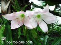 Crinum moorei - Natal Lily

Click to see full-size image