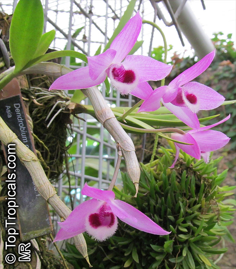 Dendrobium sp., Dendrobium Orchid. Dendrobium parishii