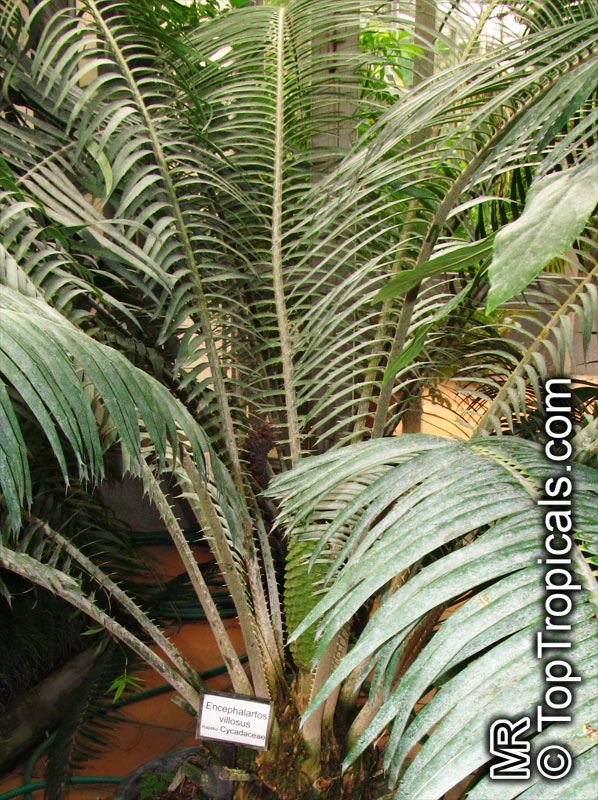 Encephalartos sp., Bread Palms, Bread Tree, Kaffir Bread