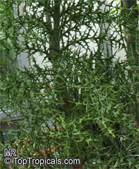 Euphorbia stenoclada, Silver Thicket

Click to see full-size image