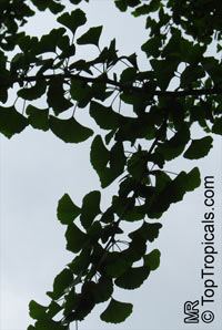 Ginkgo biloba, Fossil tree, Maidenhair tree, Japanese silver apricot

Click to see full-size image