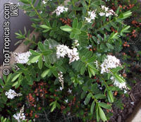 Hebe sp., Veronica
