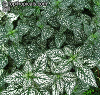 Hypoestes phyllostachya, Hypoestes sanguinolenta, Polka Dot plant

Click to see full-size image