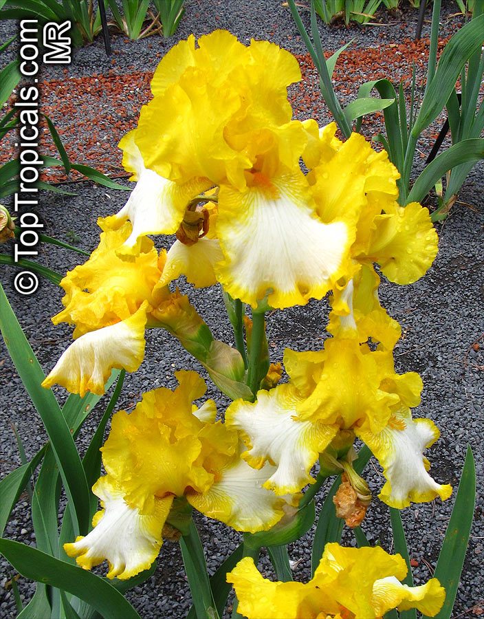 Iris (Bearded Hybrids, yellow flower), Bearded Iris. Iris 'First Interstate'