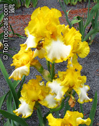 Iris (Bearded Hybrids, yellow flower), Bearded Iris

Click to see full-size image