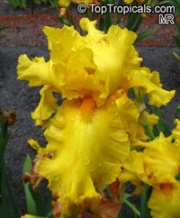 Iris (Bearded Hybrids, yellow flower), Bearded Iris

Click to see full-size image