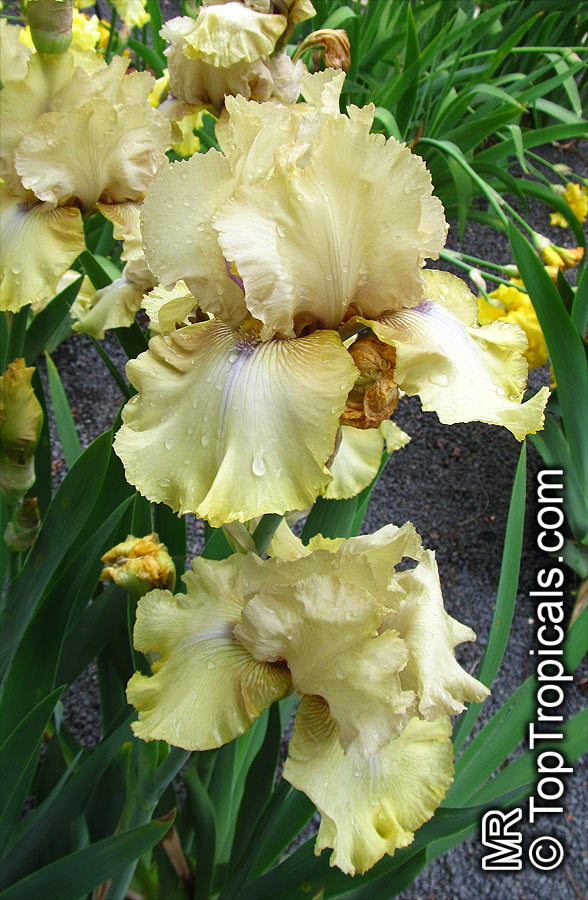 Iris (Bearded Hybrids, yellow flower), Bearded Iris. iris 'County Cork'