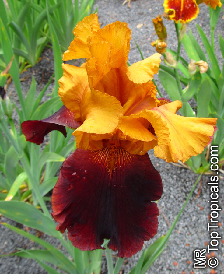 Iris (Bearded Hybrids, yellow flower), Bearded Iris. Iris 'Supreme Sultan'
