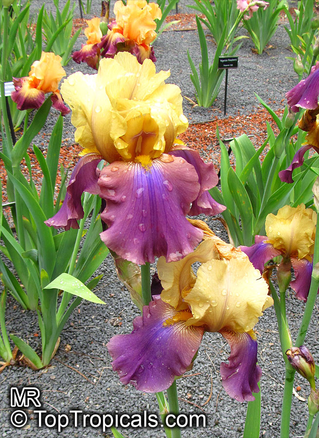 Iris (Bearded Hybrids), Bearded Iris. Iris 'Milestone'