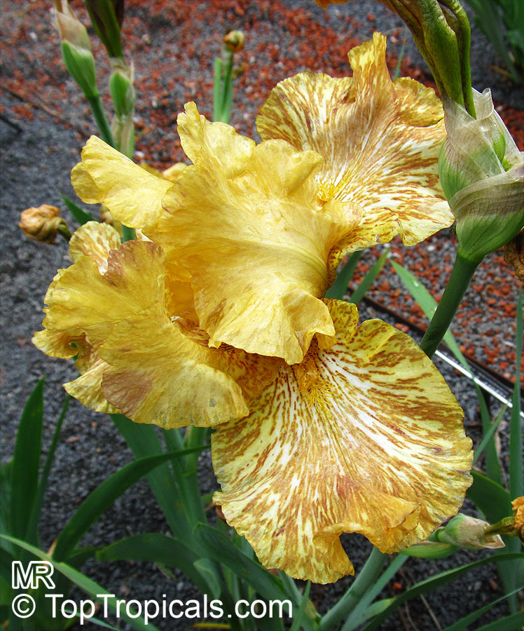 Iris (Bearded Hybrids, yellow flower), Bearded Iris. Iris 'Tiger Honey'