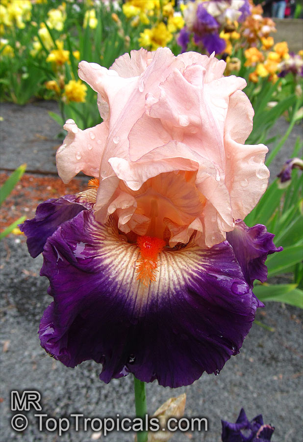 Iris (Bearded Hybrids), Bearded Iris. Iris 'Gitano'