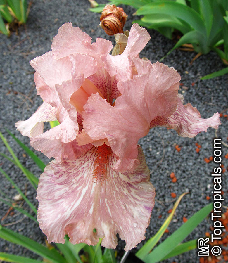 Iris (Bearded Hybrids), Bearded Iris. Iris 'Baboon Bottom'