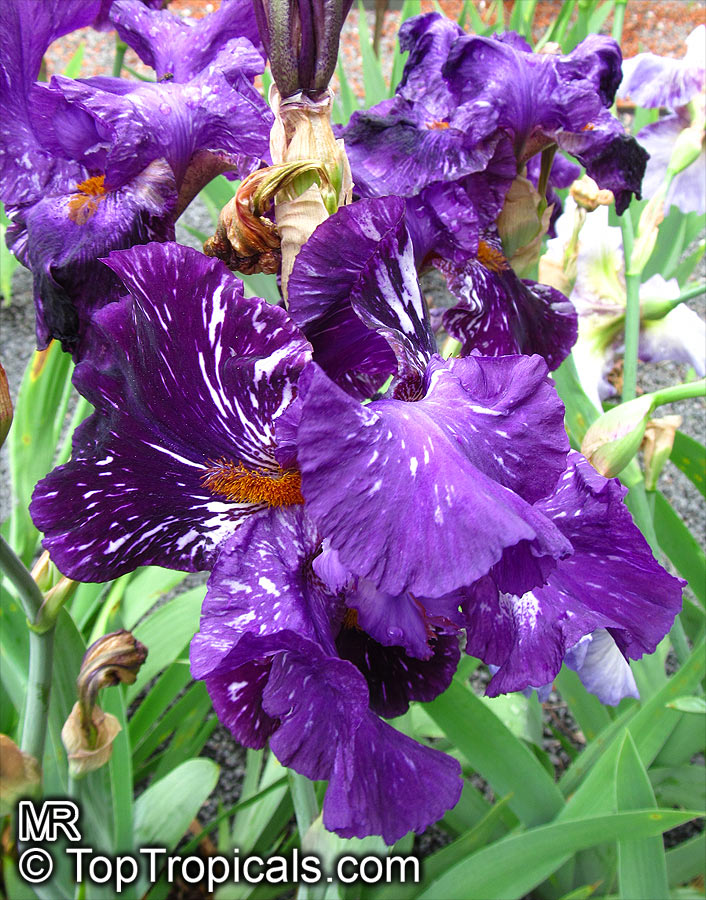 Iris (Bearded Hybrids), Bearded Iris. Iris 'Gnu Again'