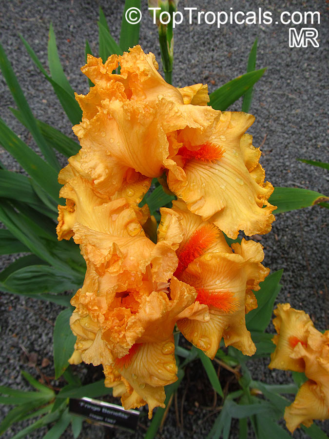Iris (Bearded Hybrids, yellow flower), Bearded Iris. Iris 'Fringe Benefits'