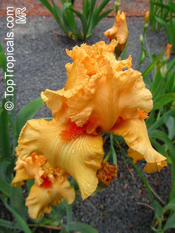 Iris (Bearded Hybrids, yellow flower), Bearded Iris. Iris 'Fringe Benefits'