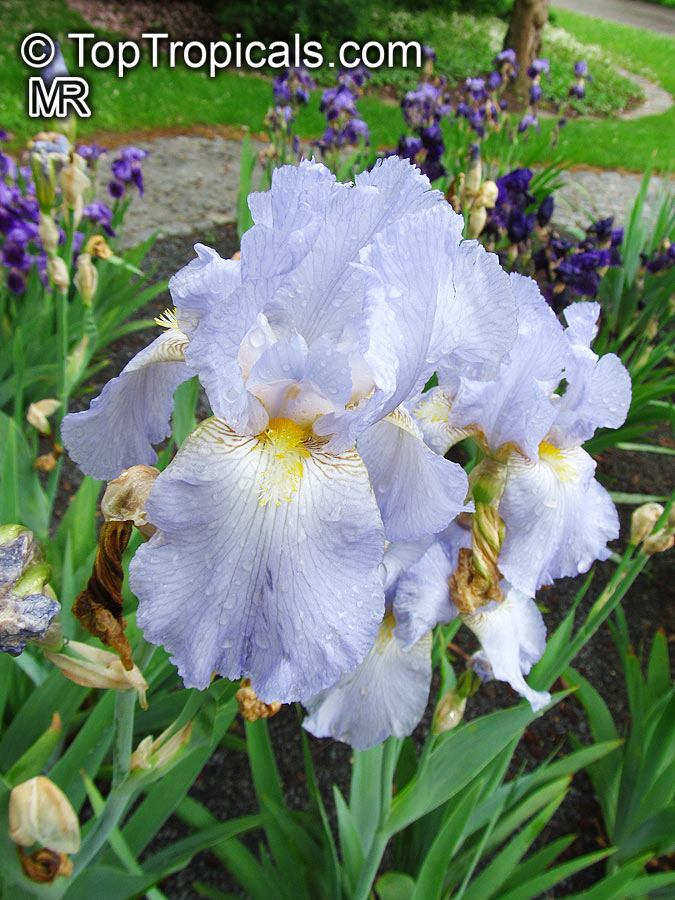 Iris (Bearded Hybrids), Bearded Iris. Iris 'Elizabeth of England'