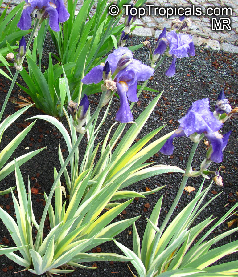 Iris (Bearded Hybrids), Bearded Iris. Iris pallida 'Variegata'
