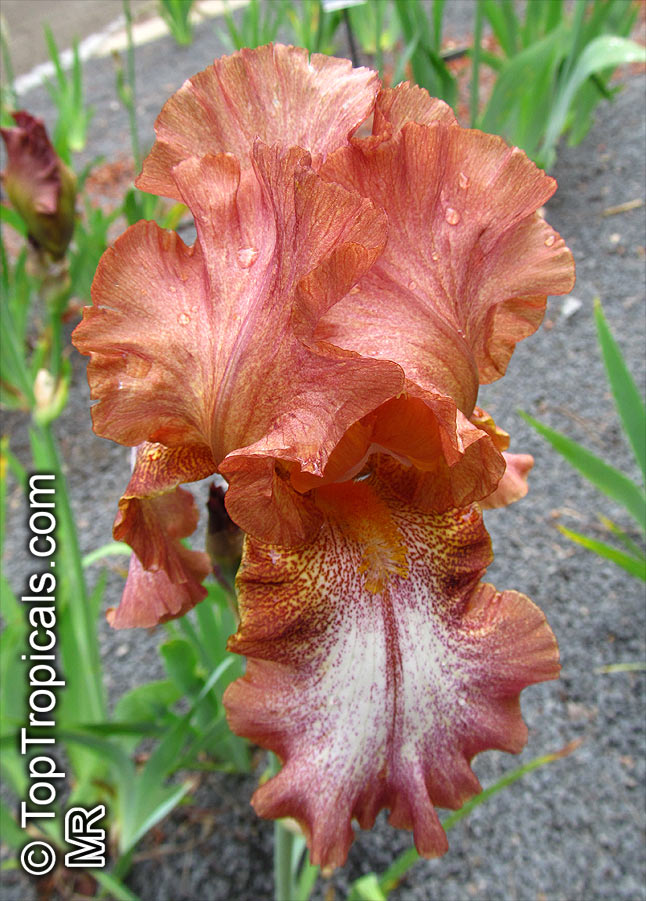 Iris (Bearded Hybrids), Bearded Iris. Iris 'Wild Ginger' 