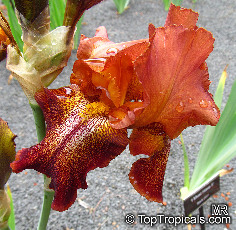 Iris (Bearded Hybrids), Bearded Iris. Iris 'Cayenne Capers' 